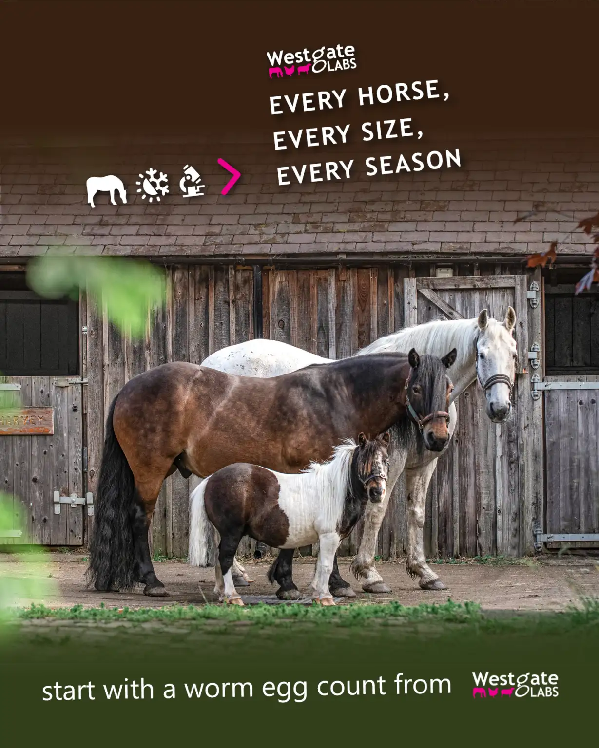 Fun and Frivolity Underpins Serious Message in Every Horse needs a Worm Egg Count  Campaign